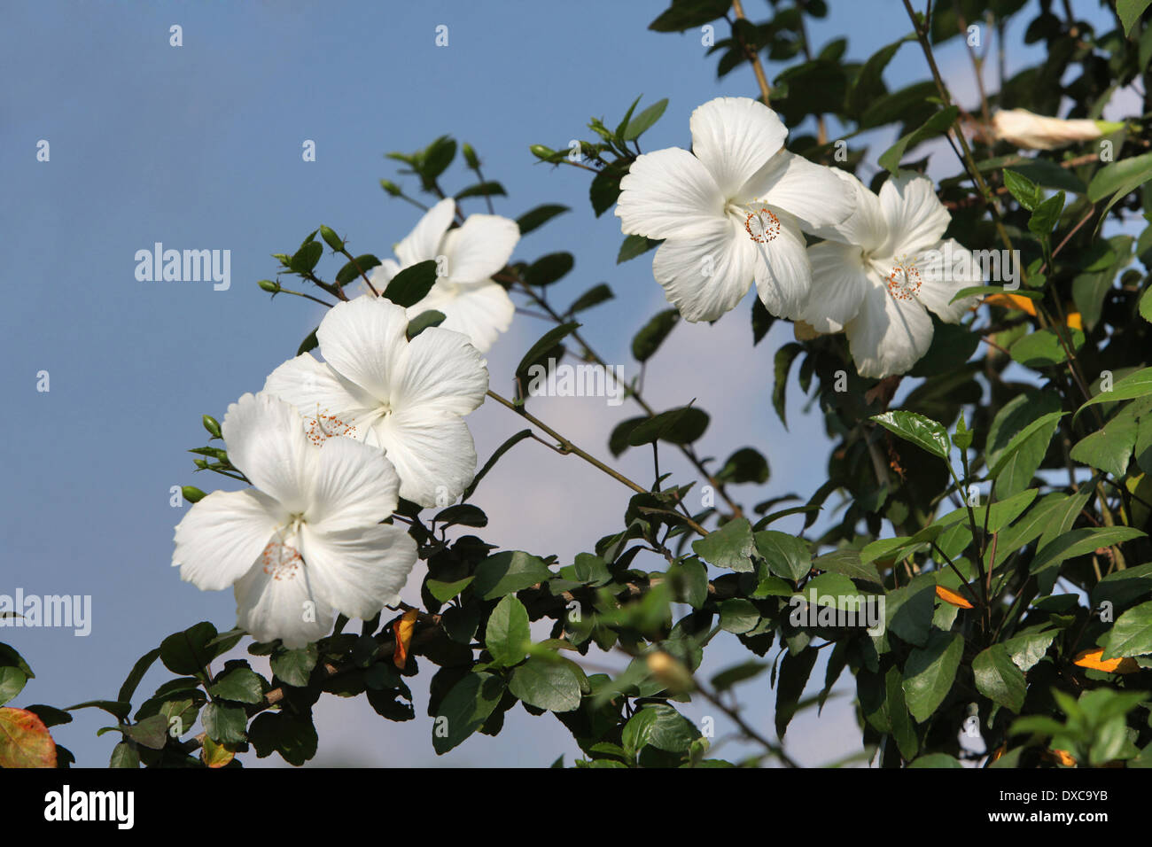 Jaswand flower or Hibiscus, Shoe Flower (Hibiscus rosasinensis) Ranchi