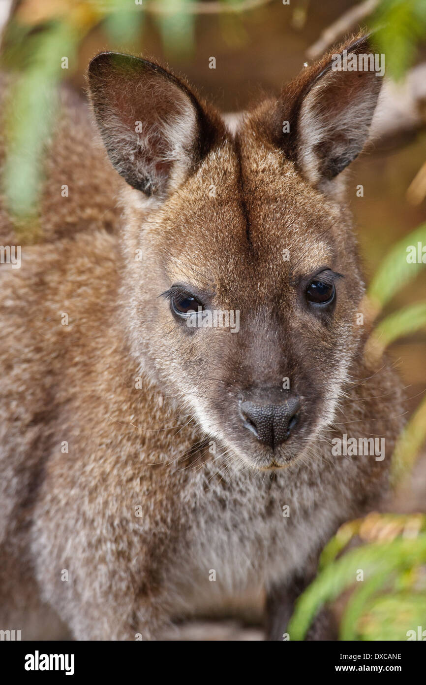 Bennett's Wallaby (Red-necked) Wallaby ( Macropus rufogriseus ) in undergrowth Stock Photo