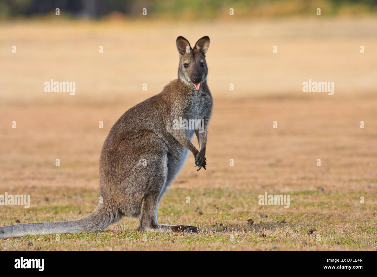Bennett's Wallaby ( Red-necked ) Macropus rufogriseus showing tongue Stock Photo