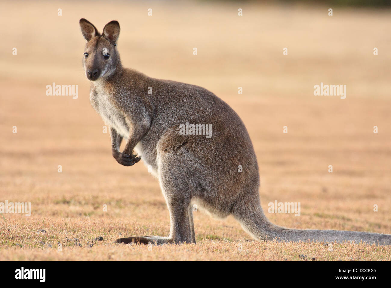 Bennett's (Red-necked) Wallaby ( Macropus rufogriseus ) on grass plain Stock Photo