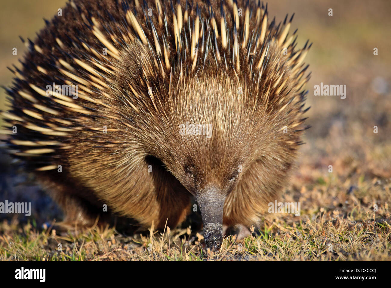 Short-beaked Echidna ( Tachyglossus aculeatus ) walking Stock Photo