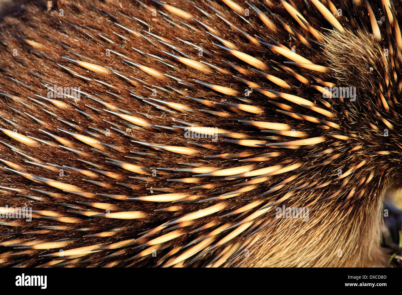 Close up of Short-beaked Echidna ( Tachyglossus aculeatus ) spines ...