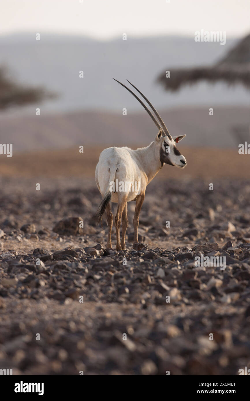 An Arabian Oryx (Oryx leucoryx Stock Photo - Alamy