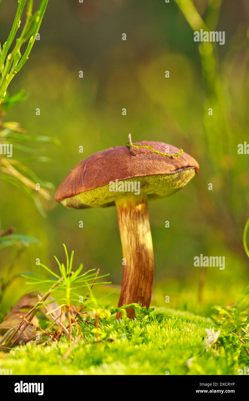 Mushroom in the grass Stock Photo Alamy