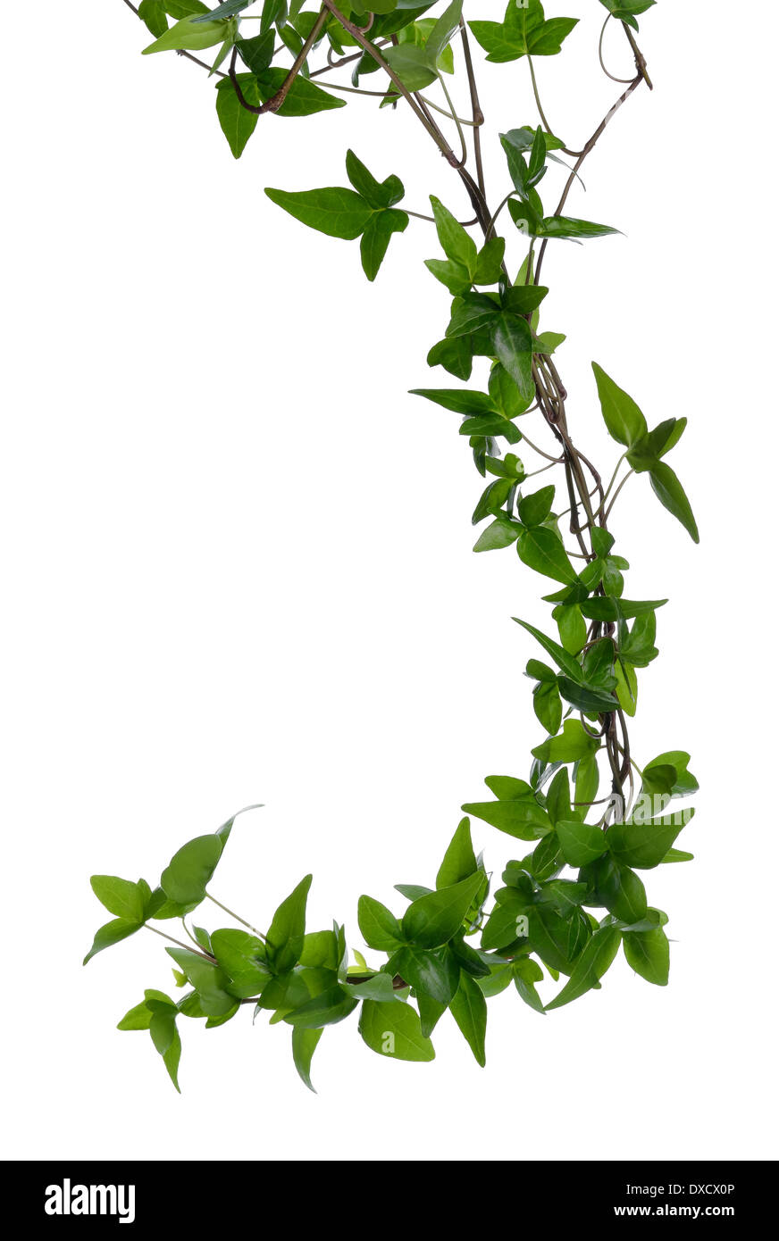 Few dense ivy (Hedera) stems isolated on white background. Creeper Ivy ...