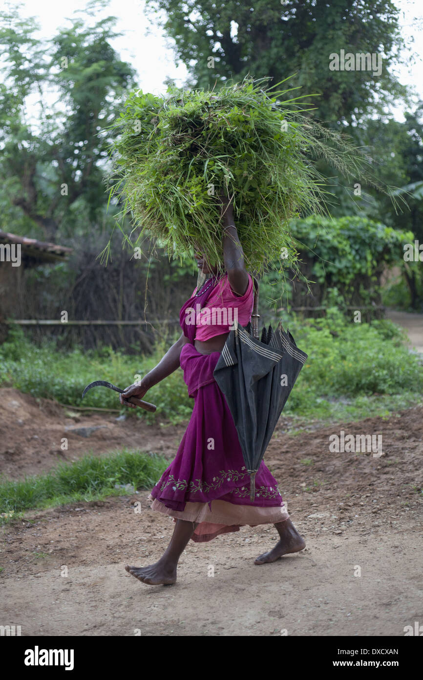 Tribal women carrying grass on head. Munda tribe. Khunti village not far from Ranchi, jharkhand, India Stock Photo