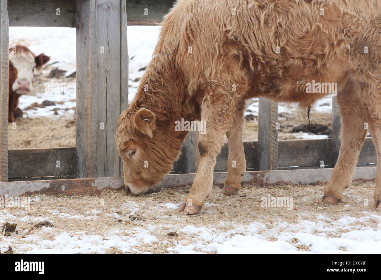 Young Bull calf standing on the outside of a feed transfer area, nose