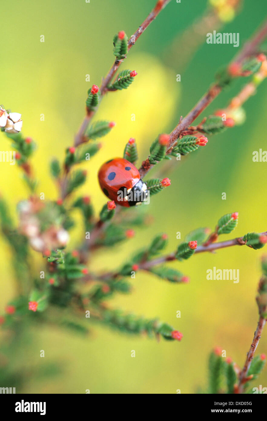 Editorial image of a Ladybird on heather in close up Stock Photo
