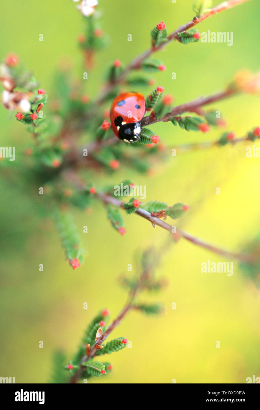 Editorial image of a Ladybird in close up Stock Photo