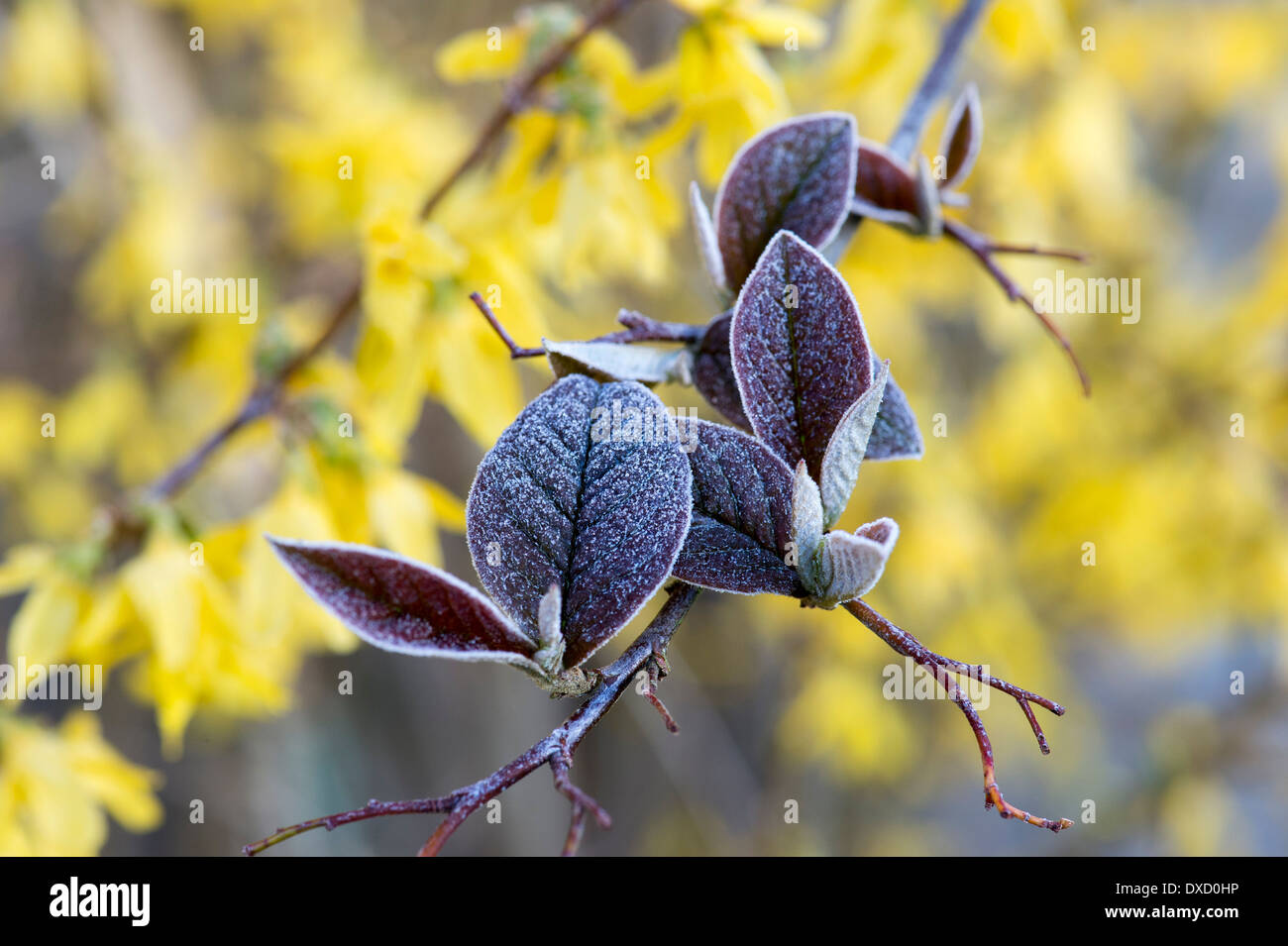 Frost on Forsythia leaves in spring. UK Stock Photo