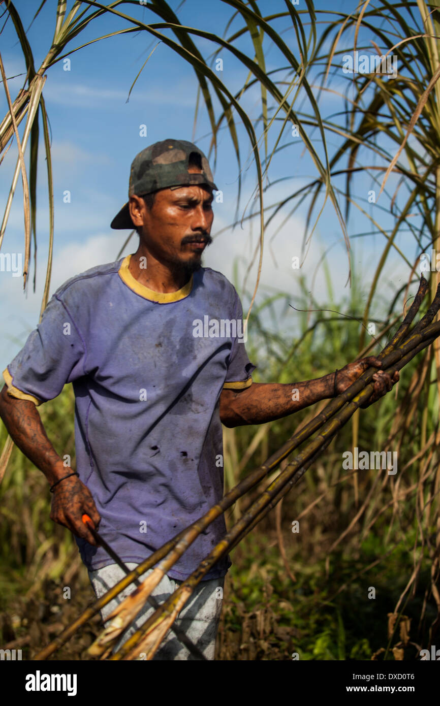 A sugarcane farmer harvests cane with a machete Stock Photo