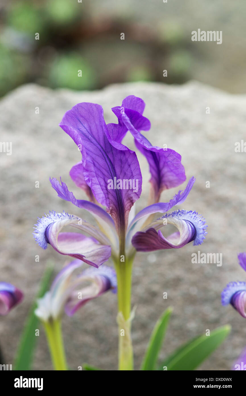 Miniature Dwarf Bearded Iris (Iris 'Lotta Dotta') in the Irises