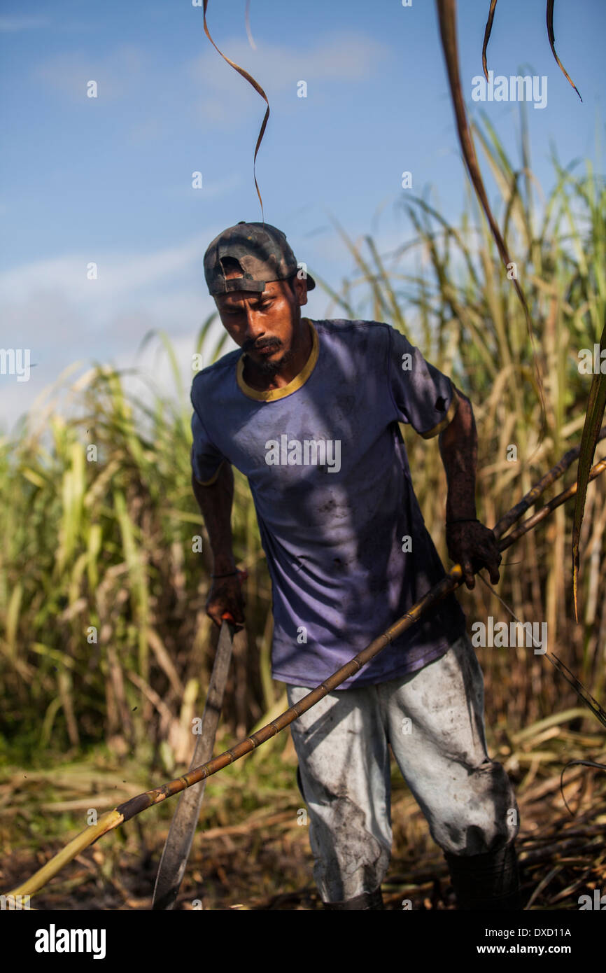 A sugarcane farmer harvests cane with a machete Stock Photo