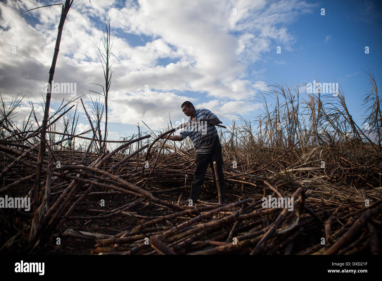 A sugar cane farmer harvests sugarcane on a plantation in Belize. The ...