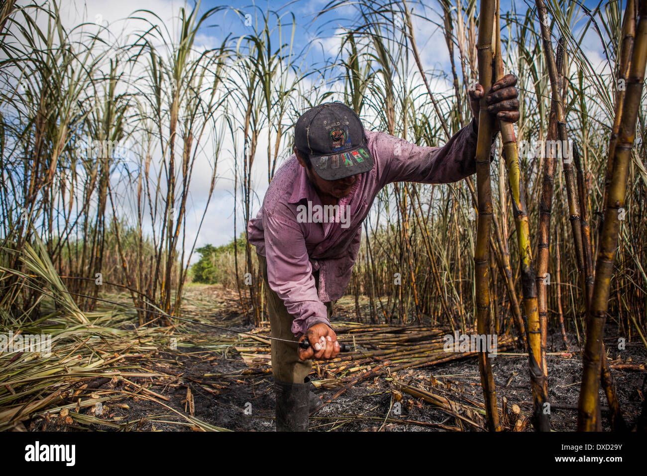 A sugar cane farmer harvests sugarcane on a plantation in Belize. The ...
