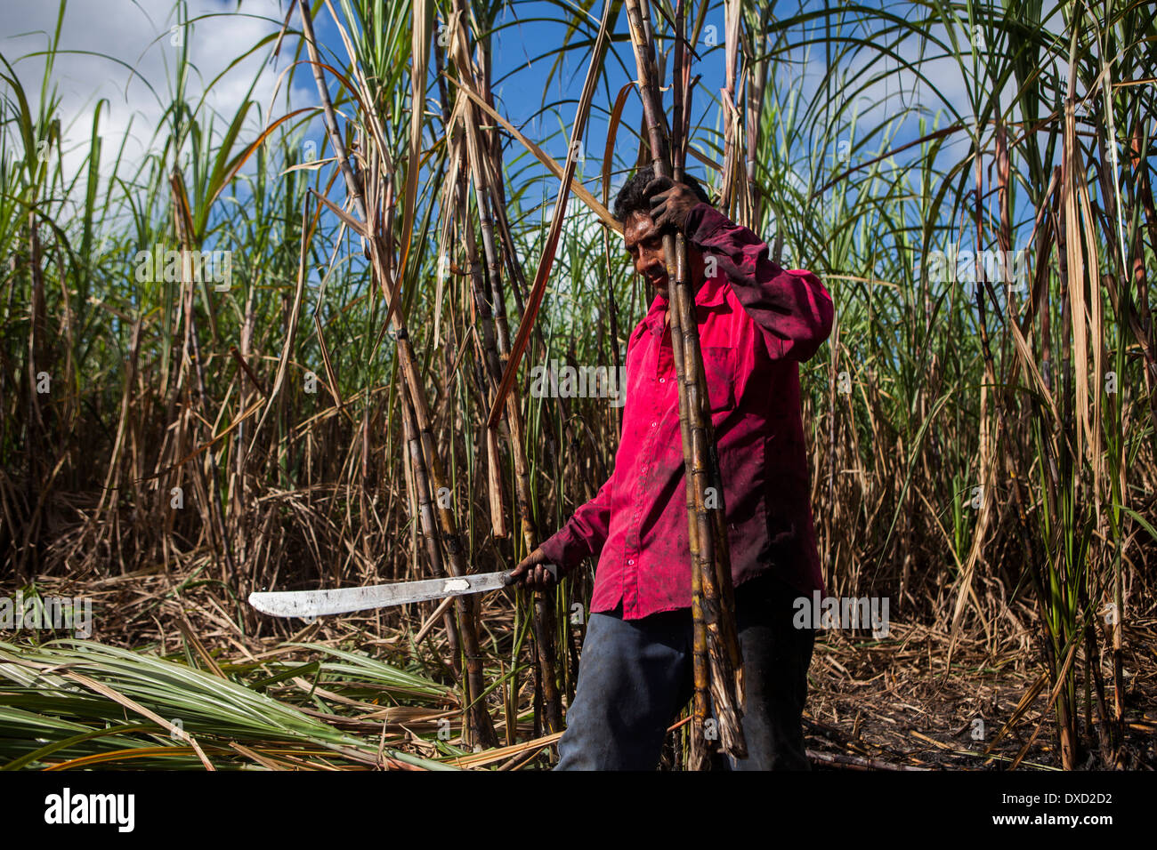 A sugar cane farmer harvests sugarcane on a plantation in Belize. The ...