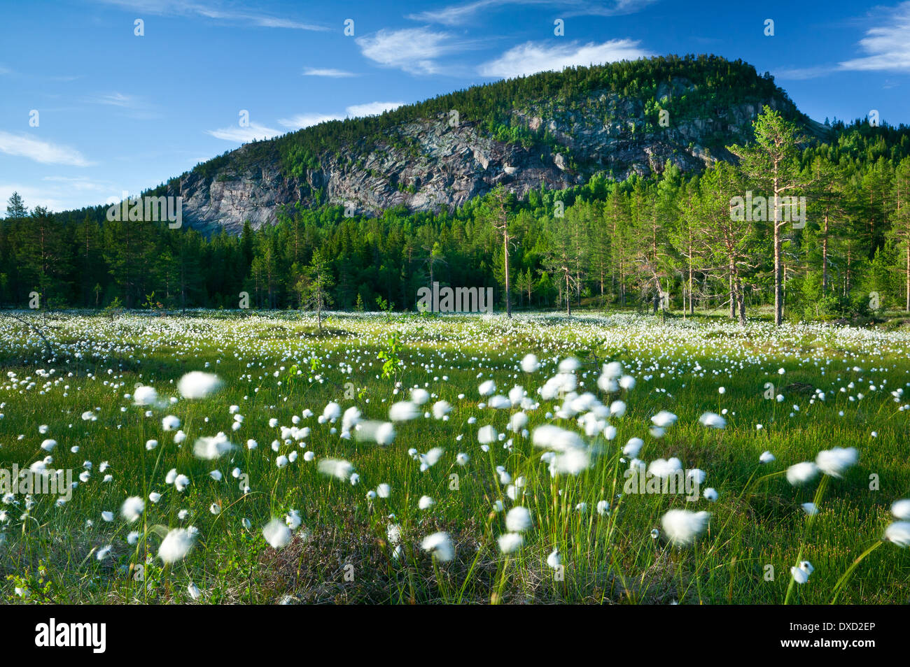 Cotton weed hires stock photography and images Alamy