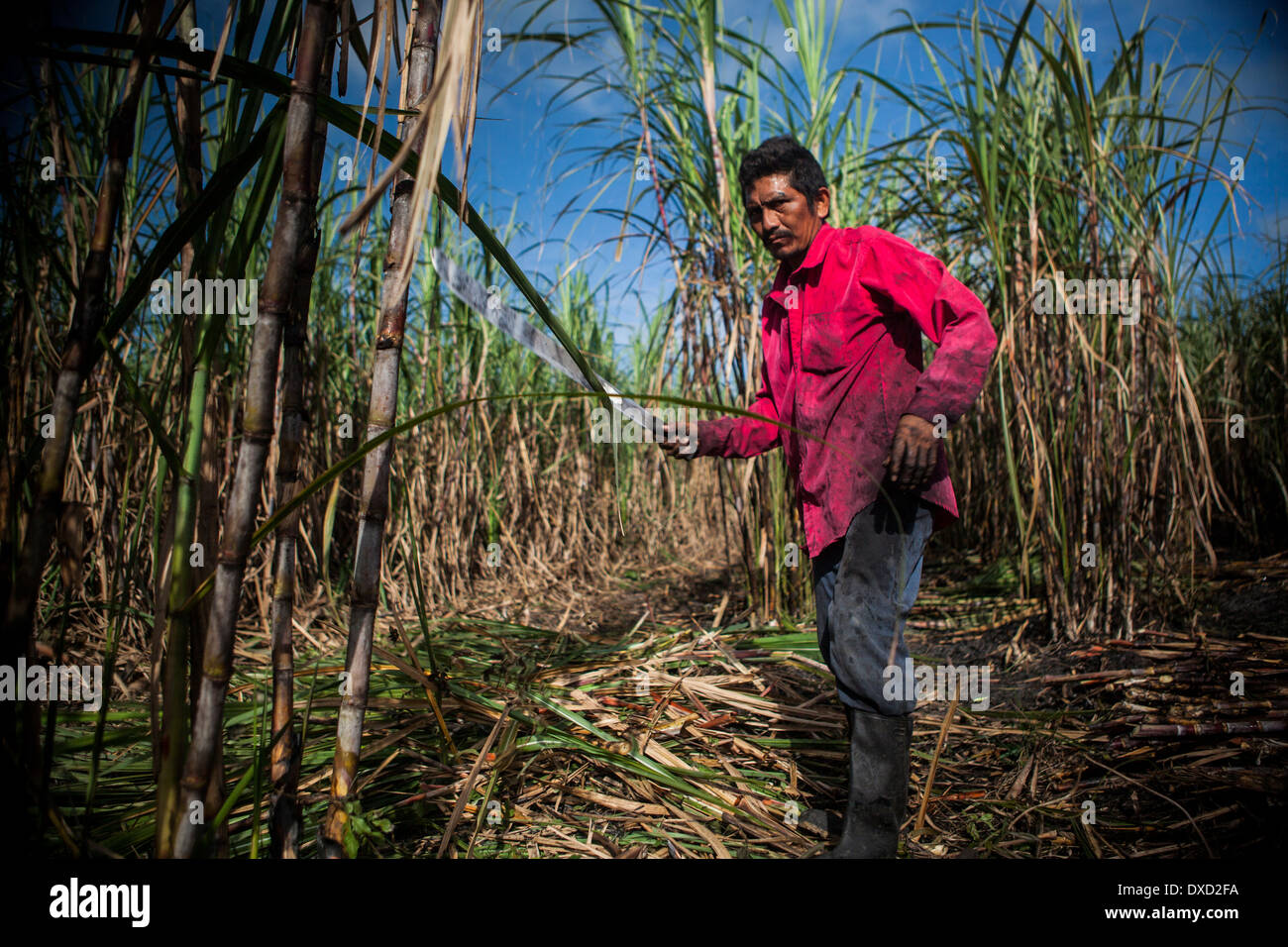 A Sugar Cane Farmer Harvests Sugarcane On A Plantation In Belize The Sugar Cane Is Processed