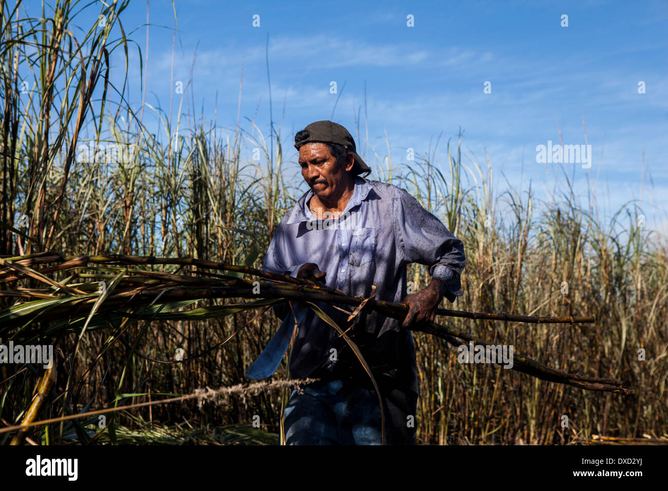 A sugar cane farmer harvests sugarcane on a plantation in Belize. The ...