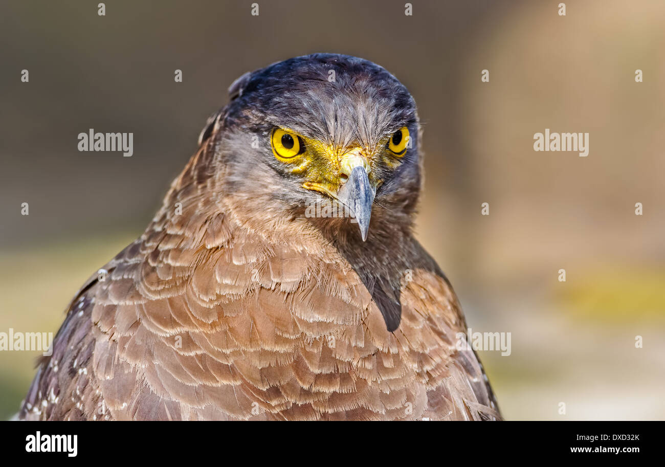 Close up portrait of a captive Golden Eagle Aquila chrysaetos with copy space Stock Photo