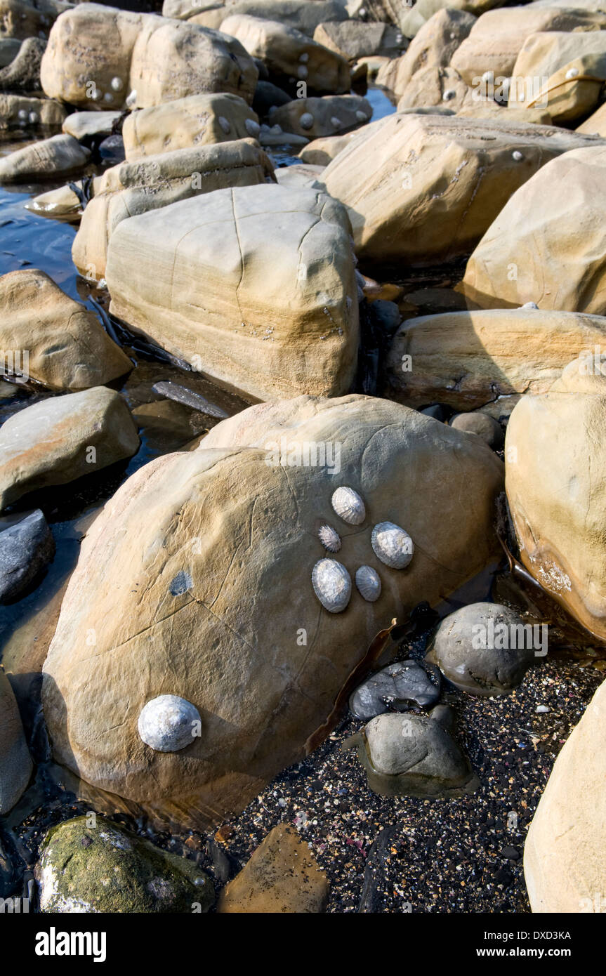 Rocky beach and rock pools at Kimmeridge bay, Dorset, UK, taken on fine spring day Stock Photo