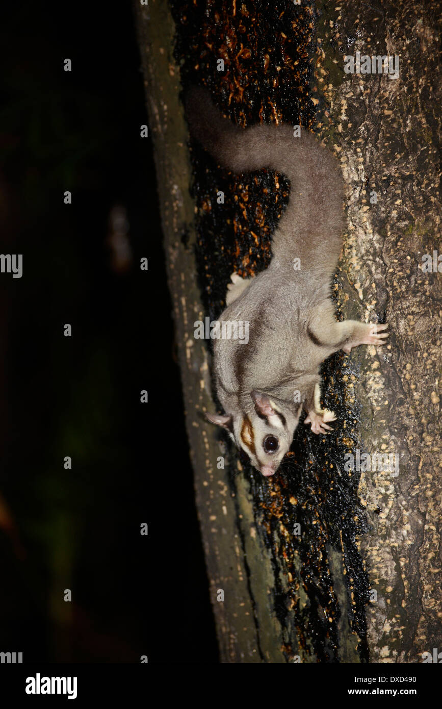 sugar glider feeding