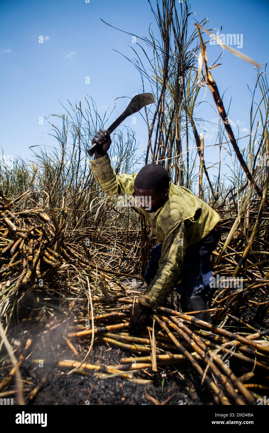 Sugar cane farm labourers harvesting sugar cane on a plantation in