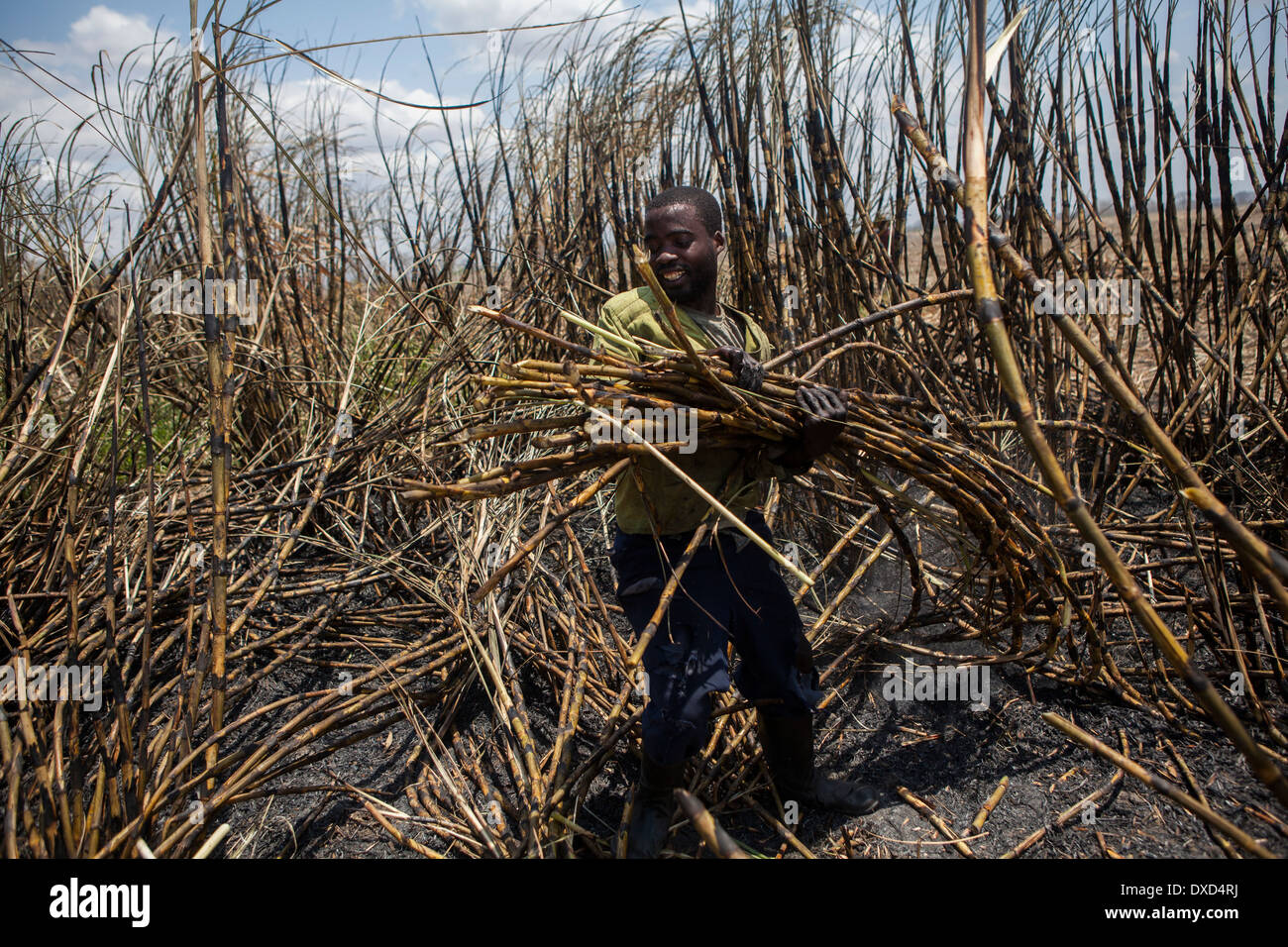 Sugar cane farm labourers harvesting sugar cane on a plantation in Malawi, Africa Stock Photo