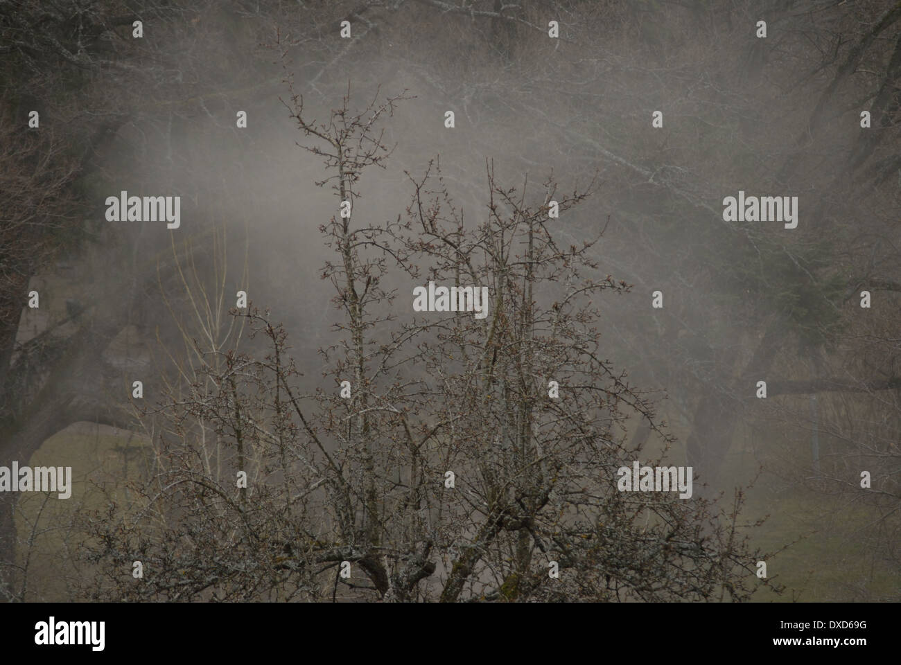 Mysterious foggy treetops, environmental hazard, aerosols, small particles in air. Stock Photo