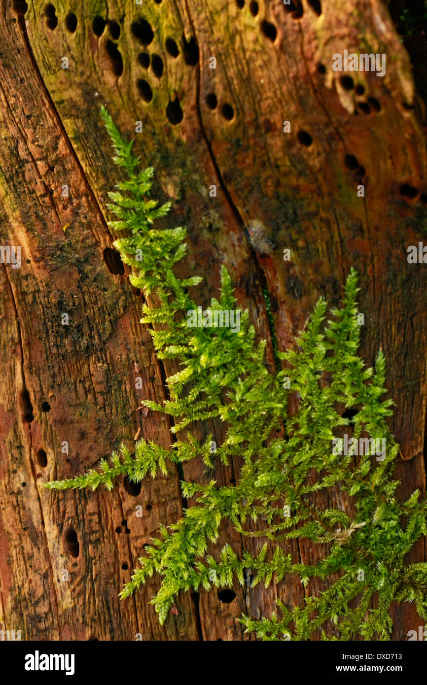 Moss in the forest. Stock Photo