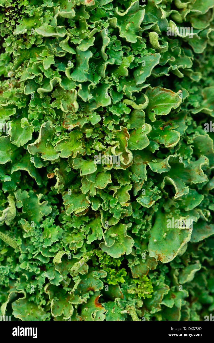 Ground moss hi-res stock photography and images - Alamy