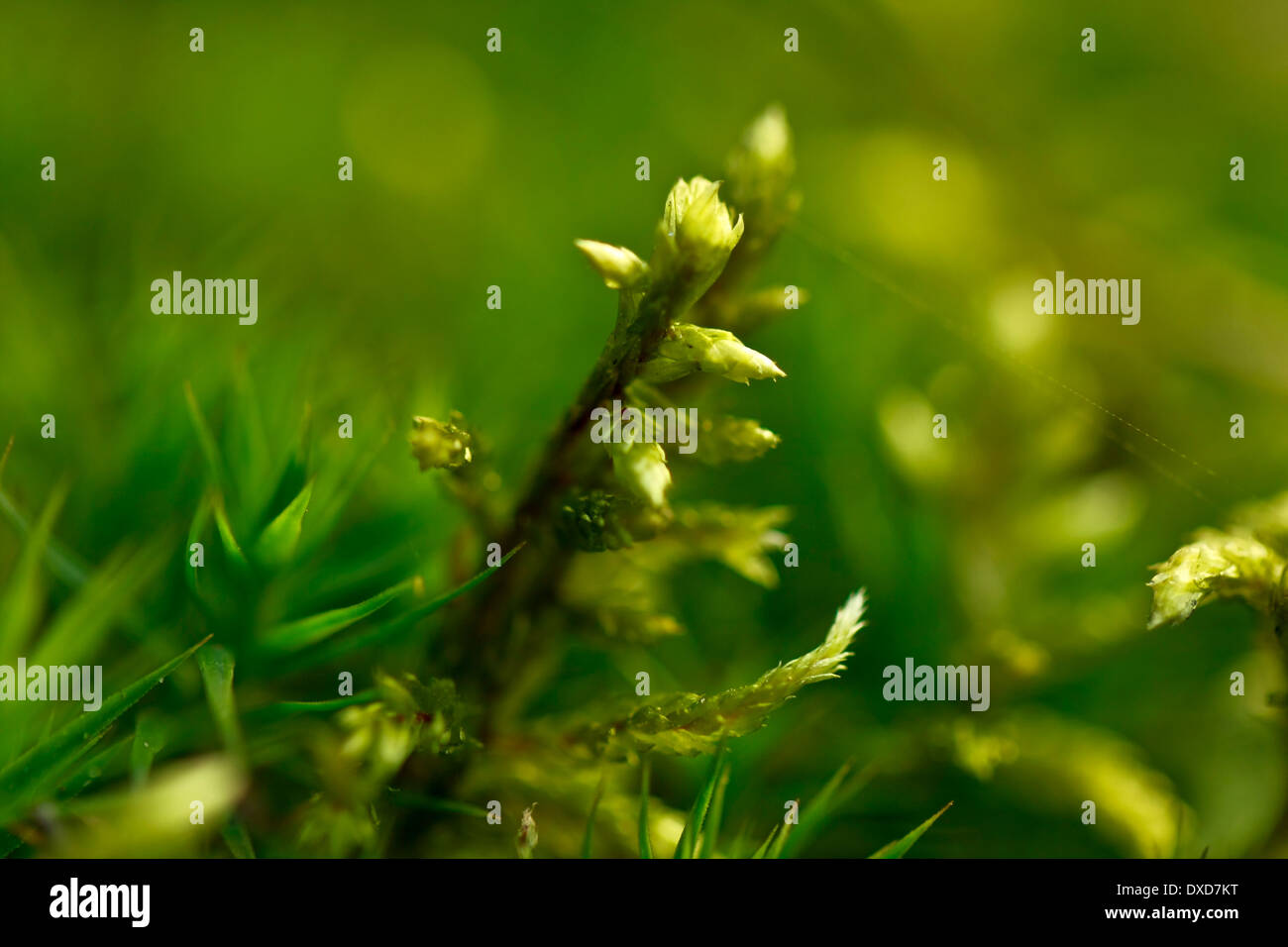 Moss in the forest. Stock Photo