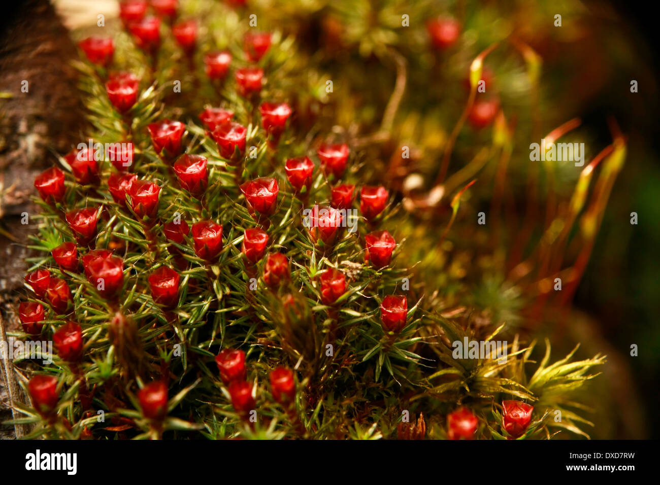 Moss in the forest. Stock Photo