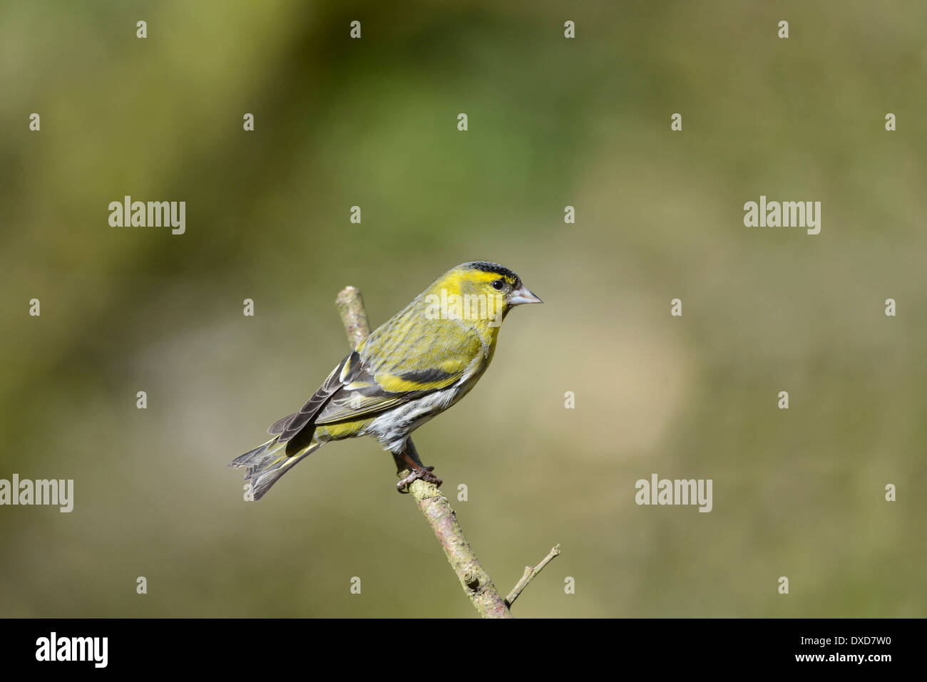 Siskin (Carduelis spinus), adult male perched on a twig. Stock Photo
