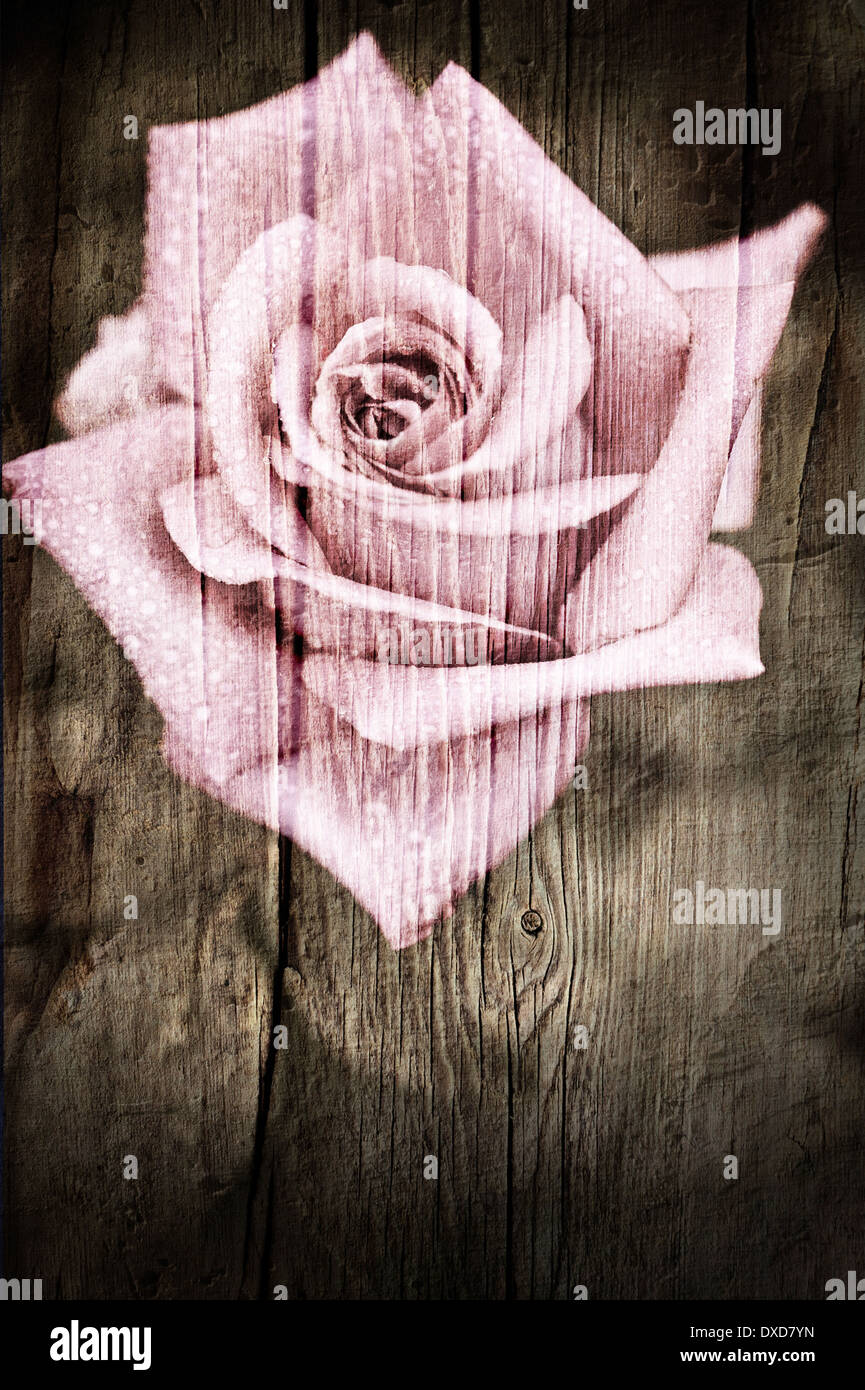 Beautiful pink rose flower with water drops growing in garden. Floral background in vintage style Stock Photo