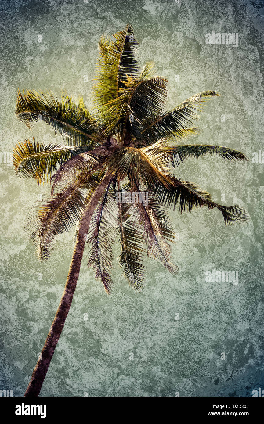 Coconut palm tree isolated over tropical sky. Image in vintage style. India Stock Photo