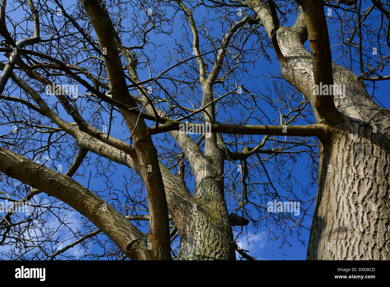 Big old tree trunk with branches and blue sky without leaves Germany Großer alter Baumstamm mit Zweigen Ästen bei blauem Himmel Stock Photo
