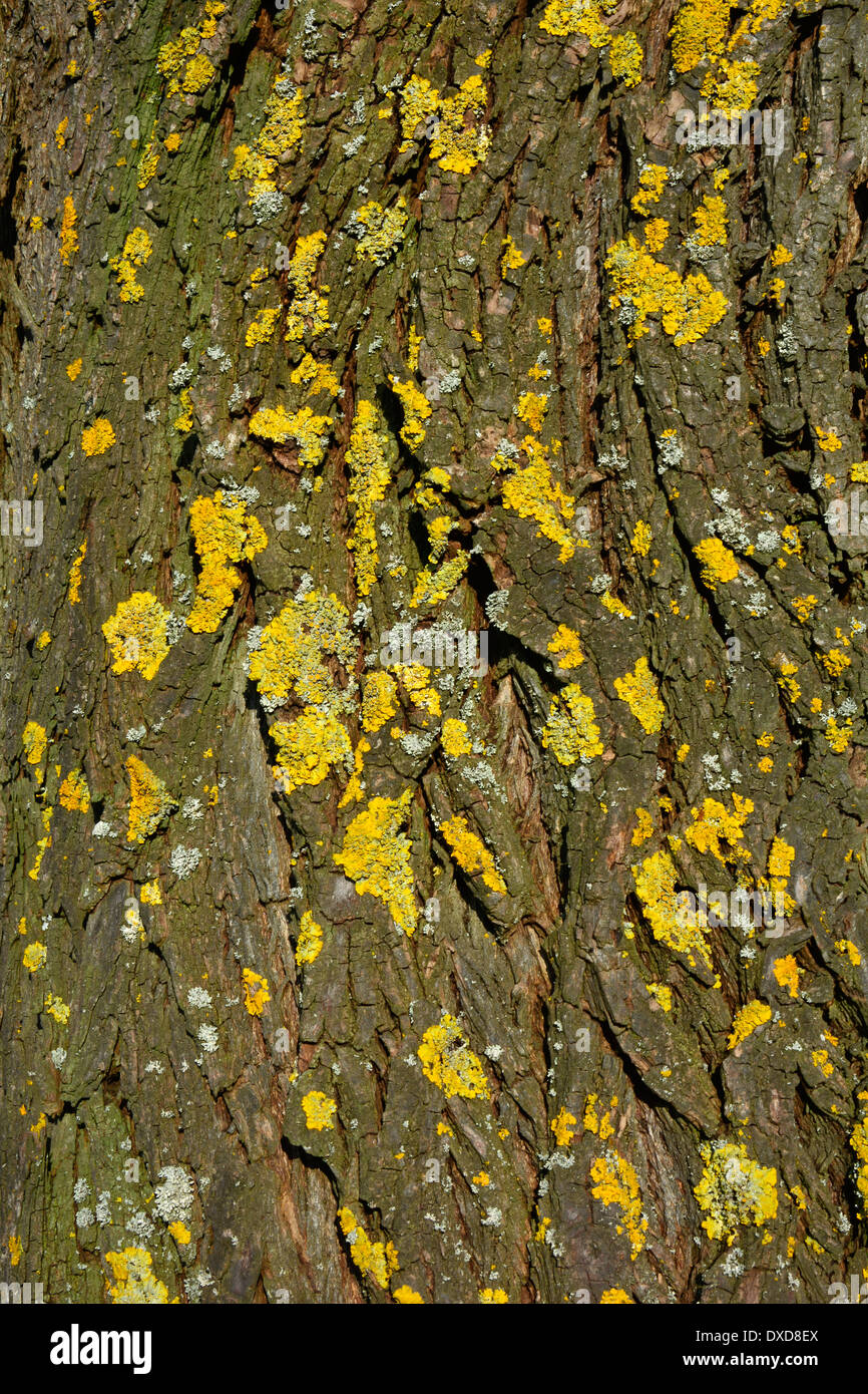 Baumrinde hi-res stock photography and images - Page 2 - Alamy, image size:866x1390