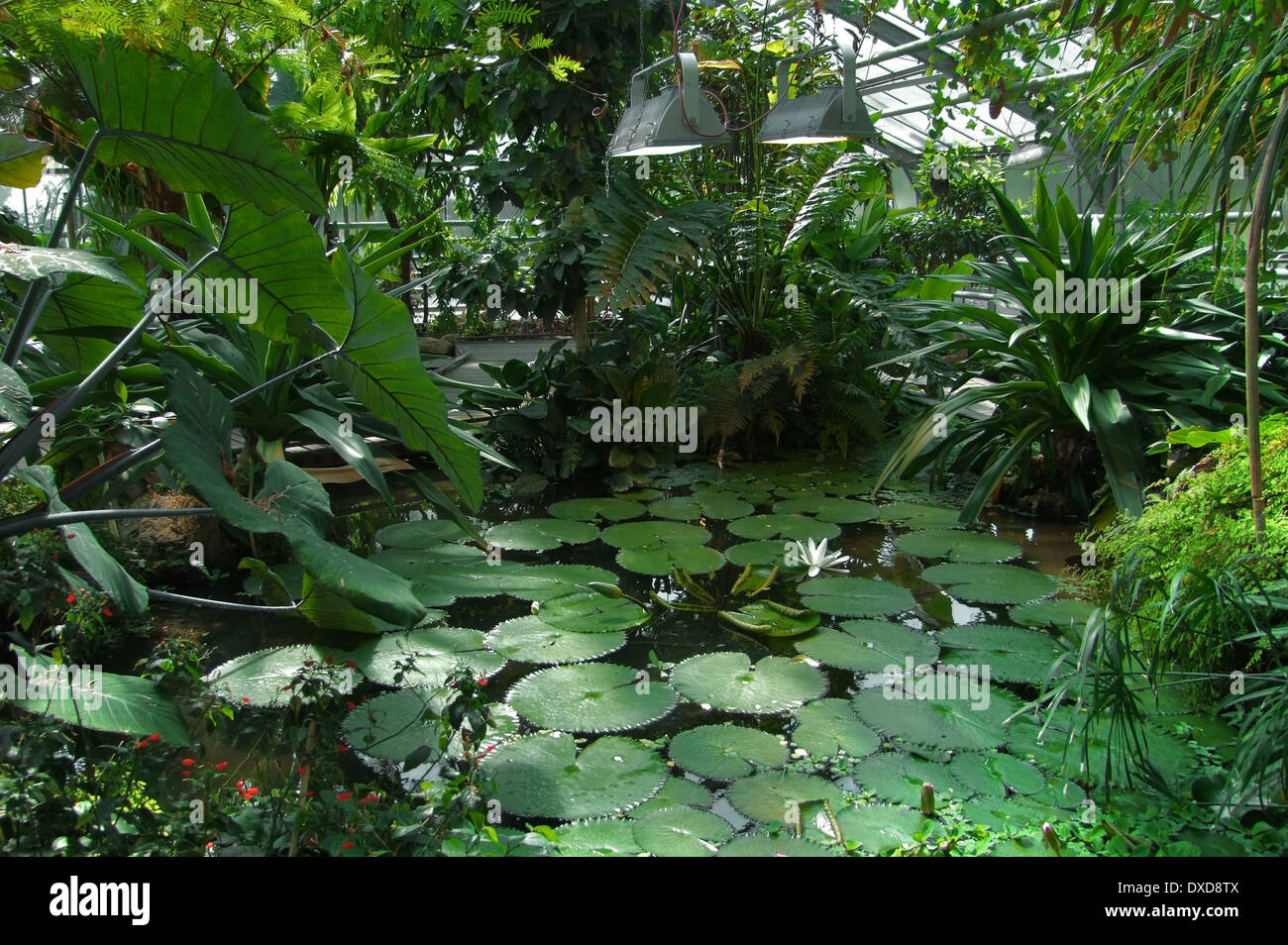 inside a greenhouse with lots of tropical plants Stock Photo - Alamy