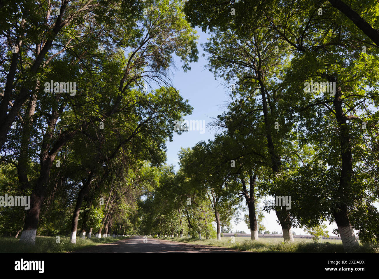 Ebereschen-Allee / alley / Foto: Robert B. Fishman, ecomedia,, 26.05.2011 Stock Photo