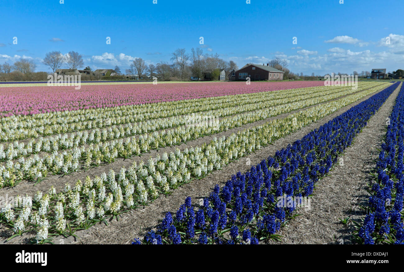 Spring time in The Netherlands: Wide angle view of colorful hyacinths, blooming at full peak at Noordwijk, South Holland. Stock Photo