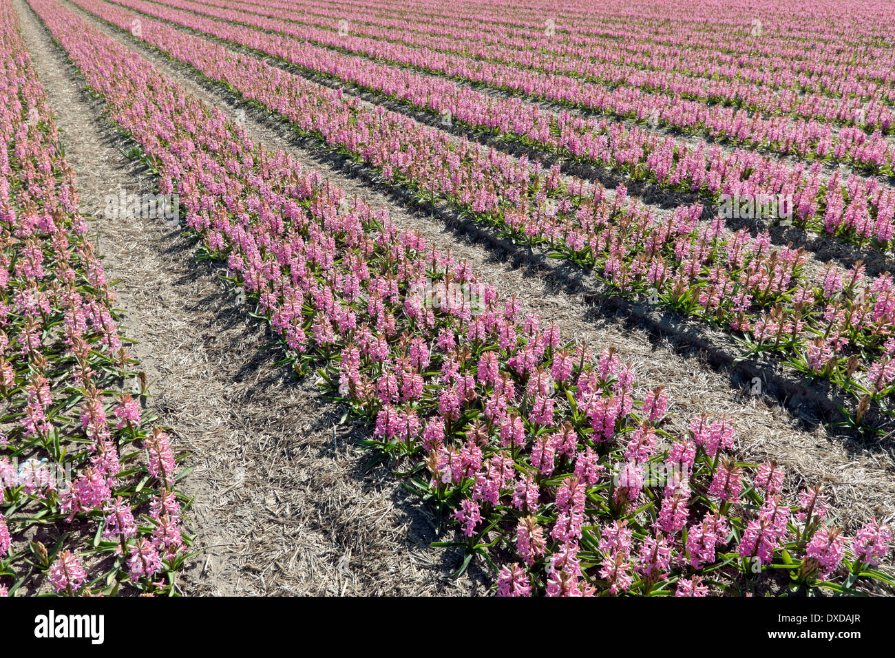 Spring time in The Netherlands: Endless rows of pink hyacinths, blooming at full peak at Noordwijk, South Holland. Stock Photo