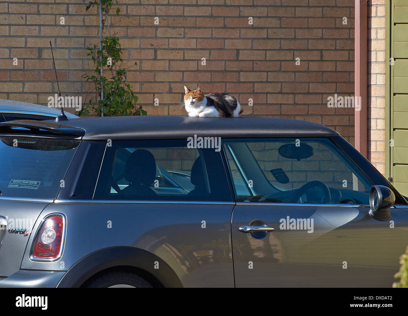 cat on a hot tin roof book review cat on a hot tin roof book review