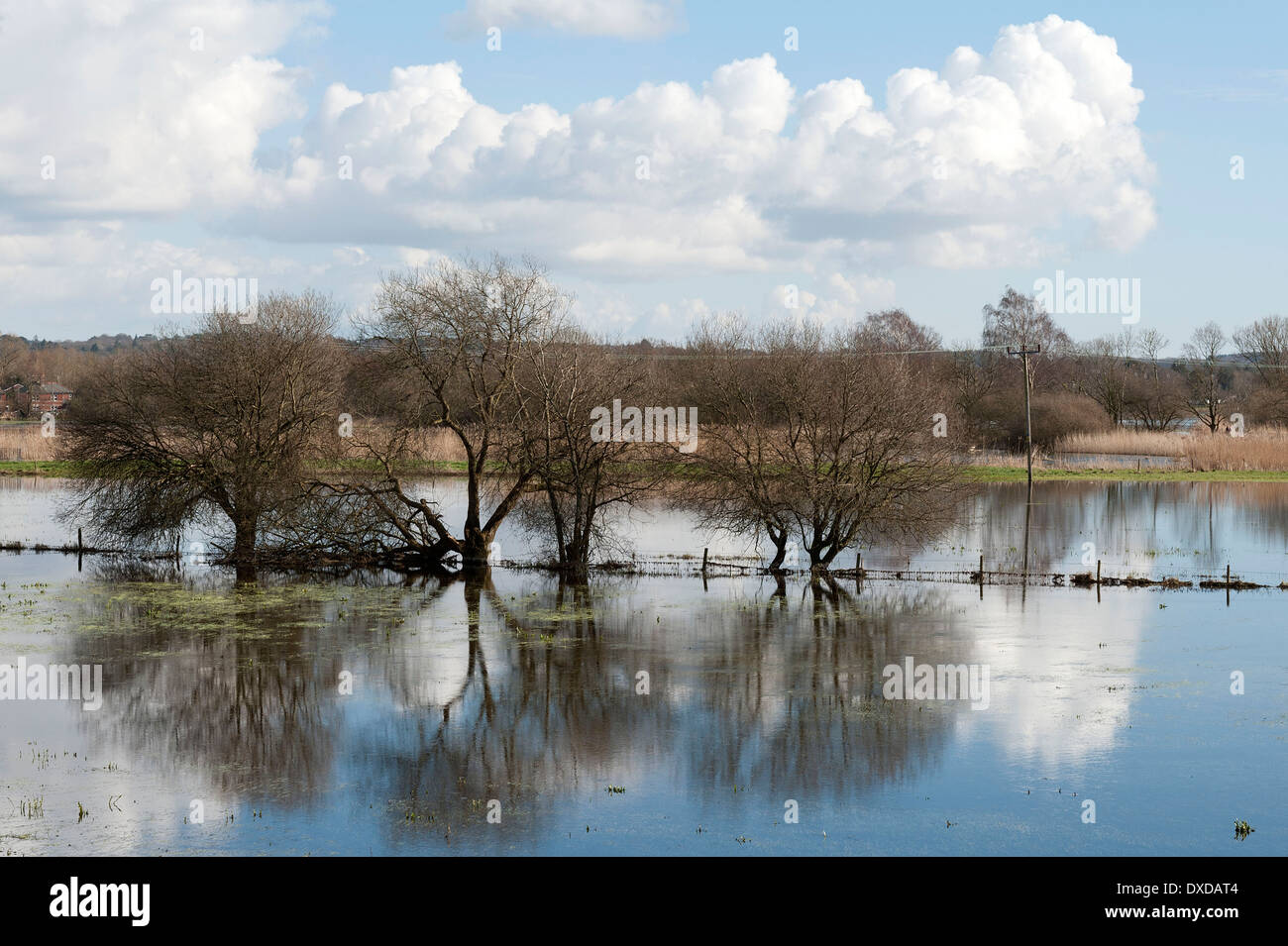 Floods, River Avon near Ringwood Stock Photo