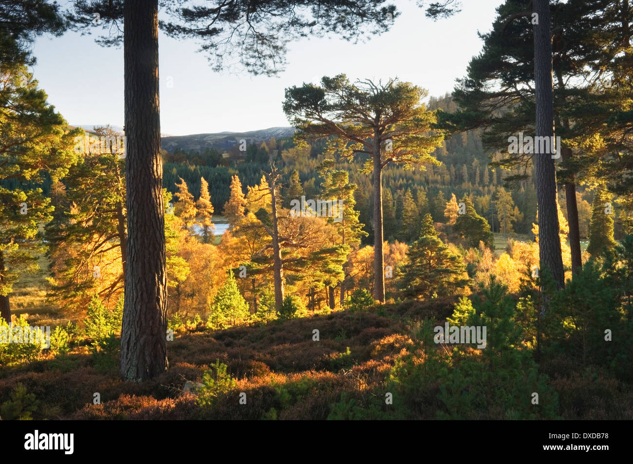Woodland on Mar Lodge Estate in autumn, Cairngorms National Park, Deeside, Aberdeenshire