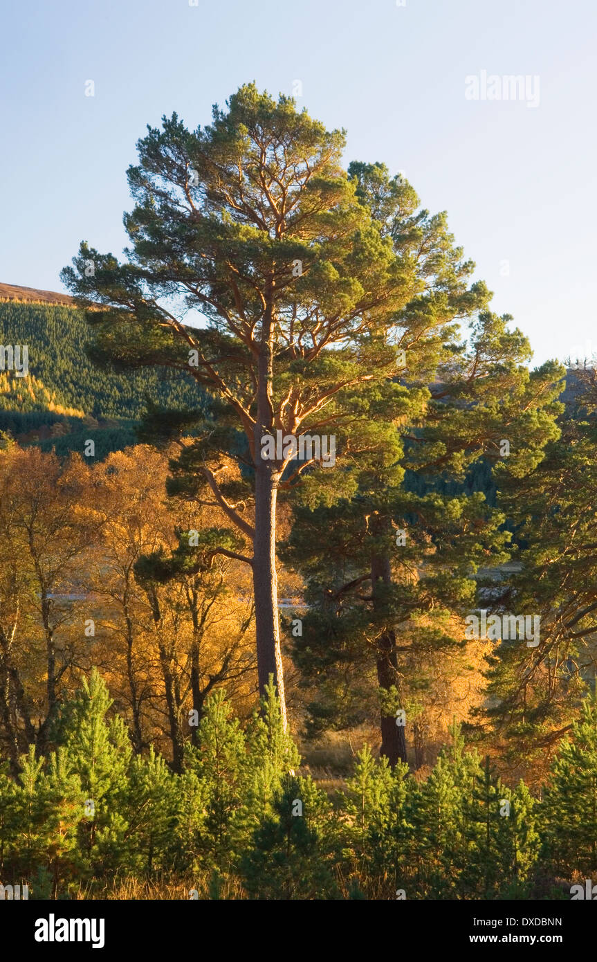 Woodland on Mar Lodge Estate in autumn, Cairngorms National Park, Deeside, Aberdeenshire