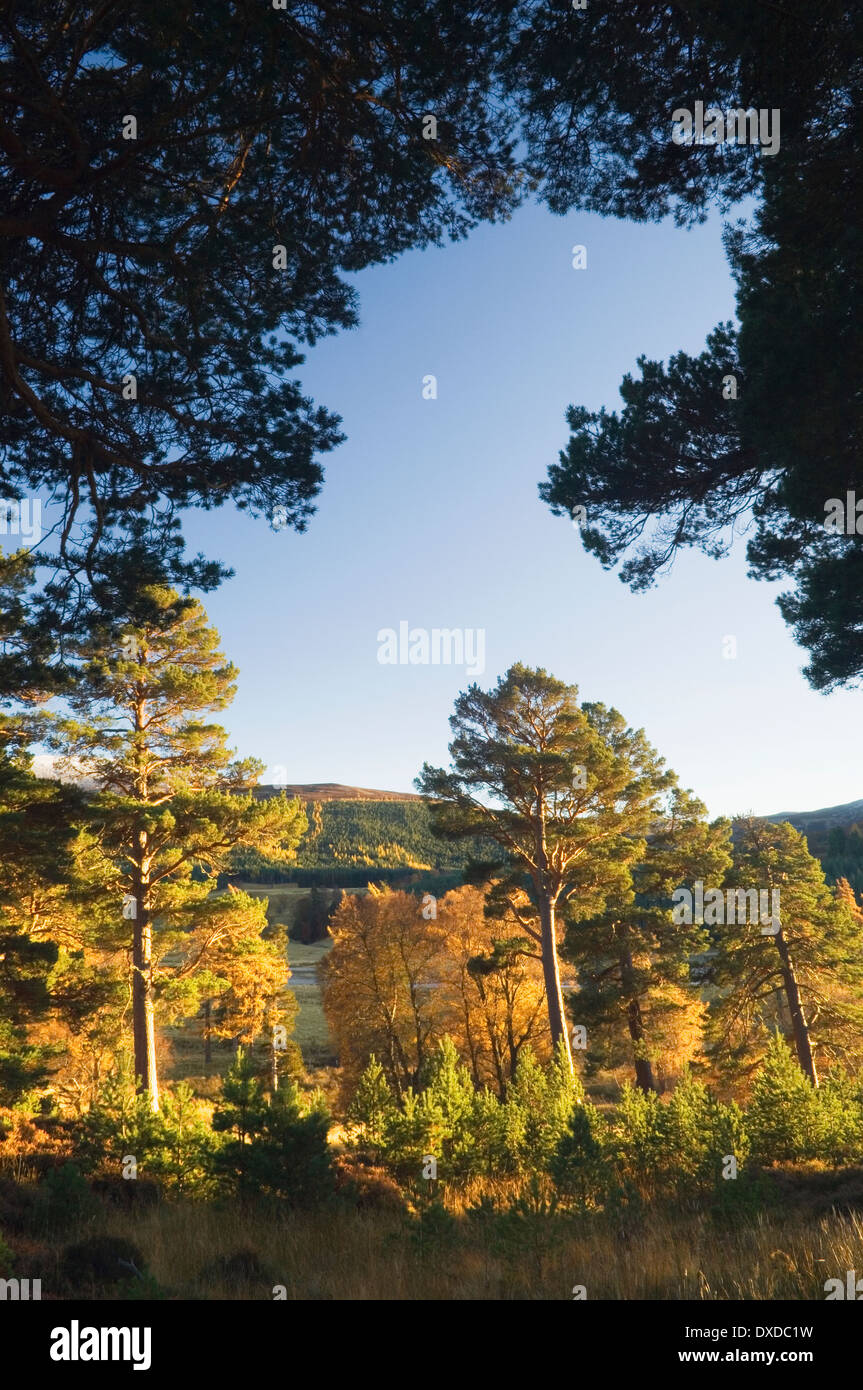 Woodland on Mar Lodge Estate in autumn, Cairngorms National Park, Deeside, Aberdeenshire