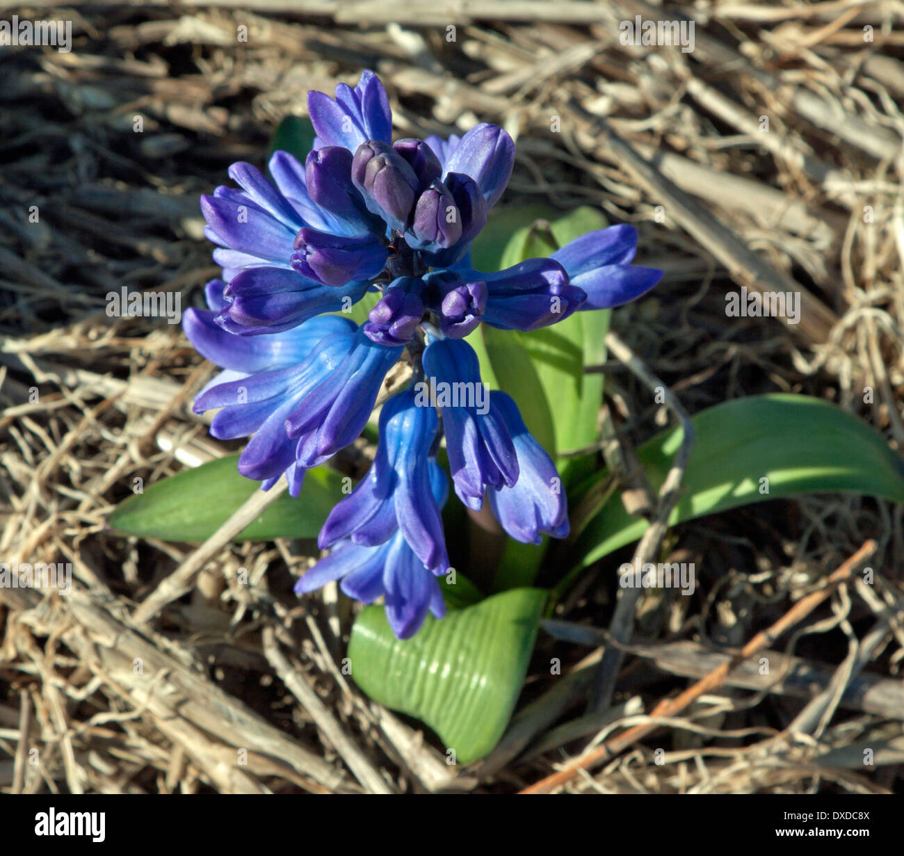 High angle view of a blue hyacinth, blooming at full peak, Noordwijkerhout, South Holland, The Netherlands. Stock Photo
