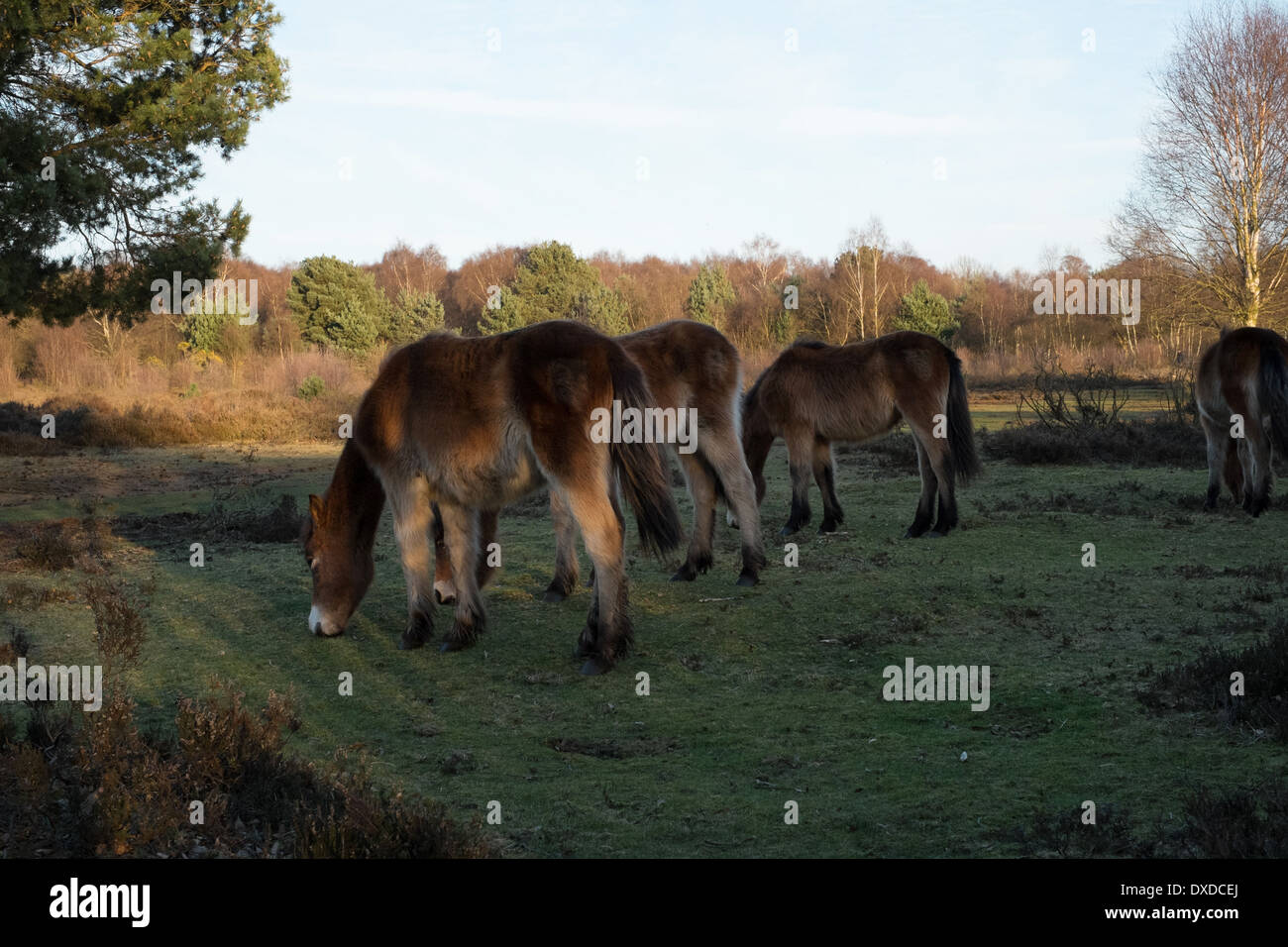 wild exmoor ponies in sutton park sutton coldfield england Stock Photo