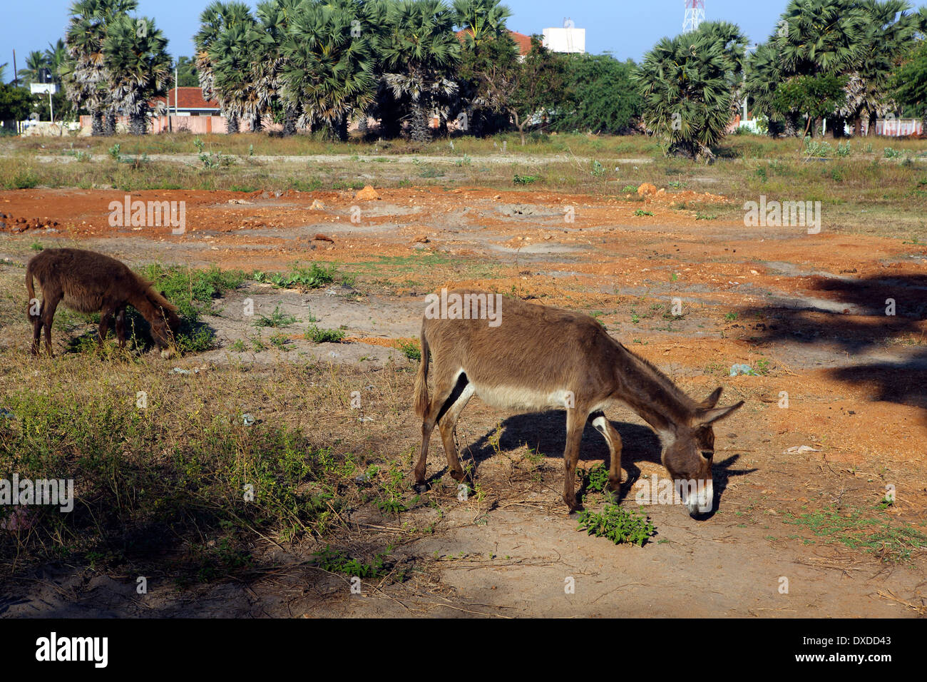 Asian Donkeys High Resolution Stock Photography and Images - Alamy